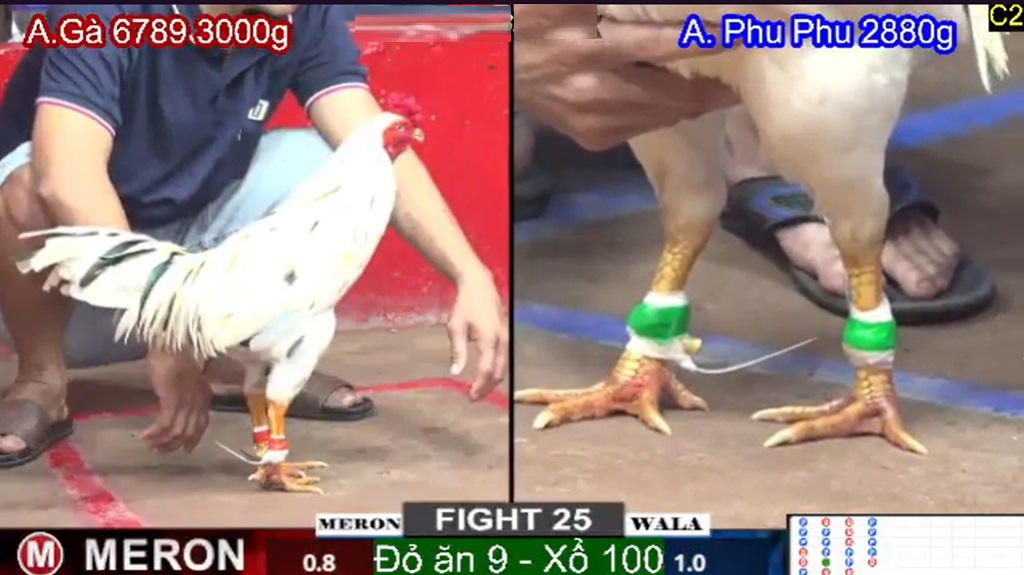 Người chơi xem đá gà trên livestream theo thời gian thật