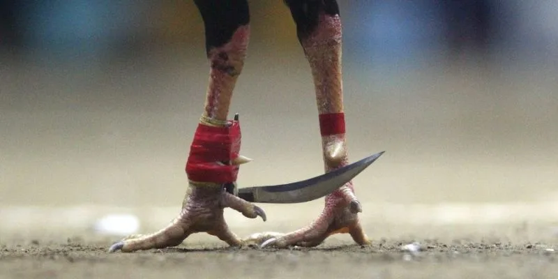 AX88 – Trang chủ nhà cái AX88 COM chính thức 2026 26 Gà chọi cựa dao được huấn luyện sẵn sàng thi đấu, kèm quy định thời gian và thắng thua