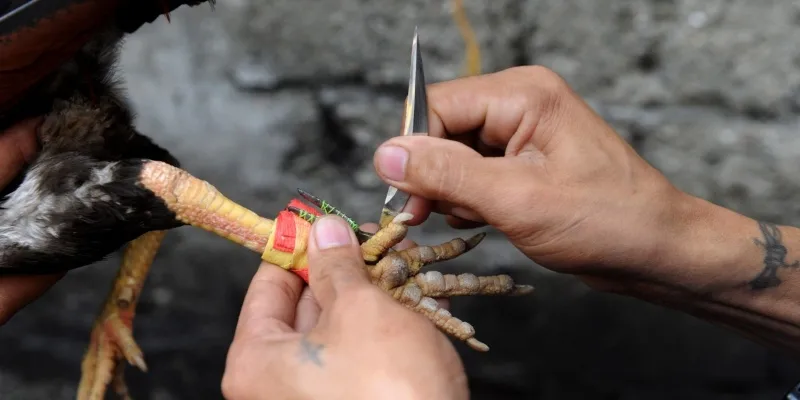 Huấn luyện viên kiểm tra cựa dao trên chiến kê trước giờ nhập sàn chọi kịch tính